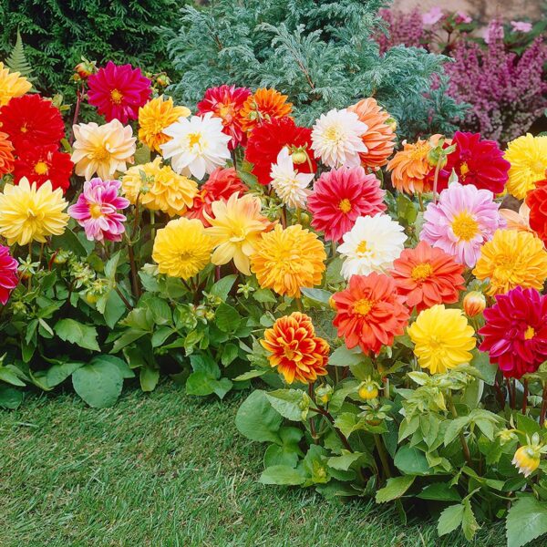 Votaniki Balcony Dahlia Mardi Gras Mix Tubers - Perennial, Long Lasting Blooms | Border Dahlia, Dwarf Dahlia & Dahlia for Pots - Dahlia Tubers for Planting, Easy to Grow