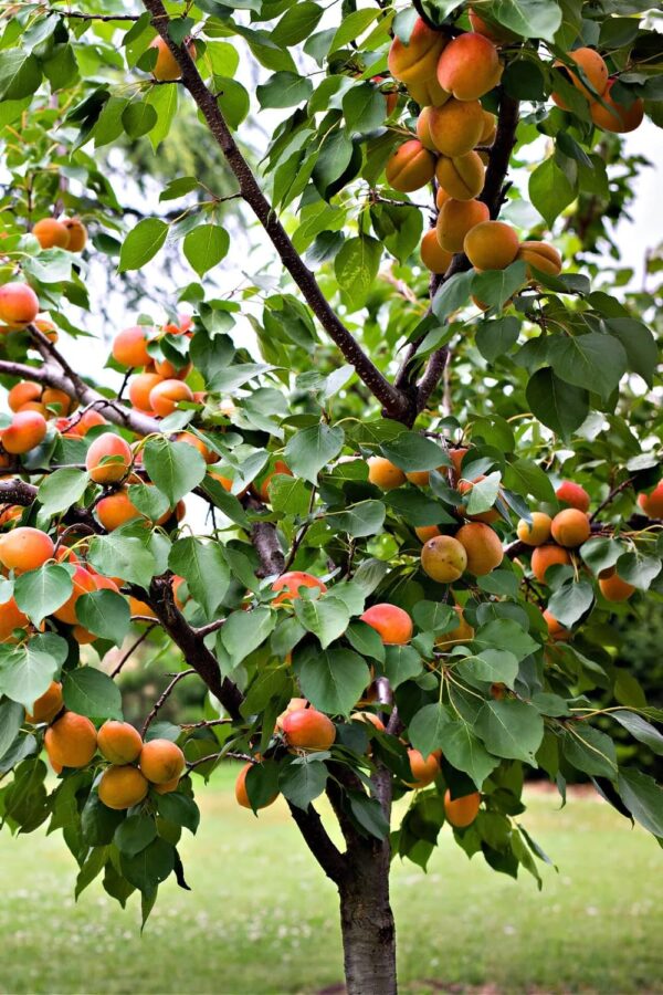 Goldcot Apricot Tree (Prunus Armeniaca) - Ornamental & Edible Perennial Tree, Live Plant 3-4 Ft in Tall | Fruit Producing Tree, Apricot Plant for Gardening