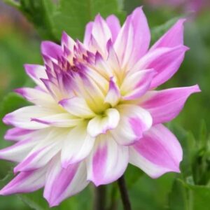 Votaniki Dahlia Ferncliff Illusion - Perennials, Large Blooms, Decorative Dahlia 'Ferncliff Illusion' Tuber for Palnting | Summer/Fall Flower, Easy to Grow