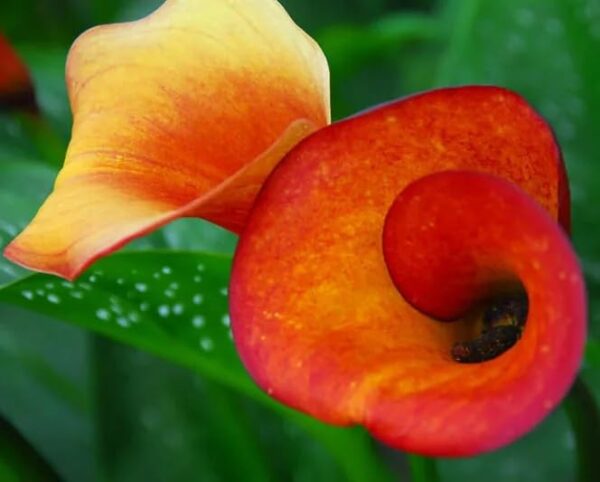 Votaniki Flame Calla Bulbs Large Bulbs for Planting - Perennial, Trumpet Shaped Flowers, Zantedeschia ‘Flame’ (Calla Lily) | Summer Flower Bulbs, Easy to Grow