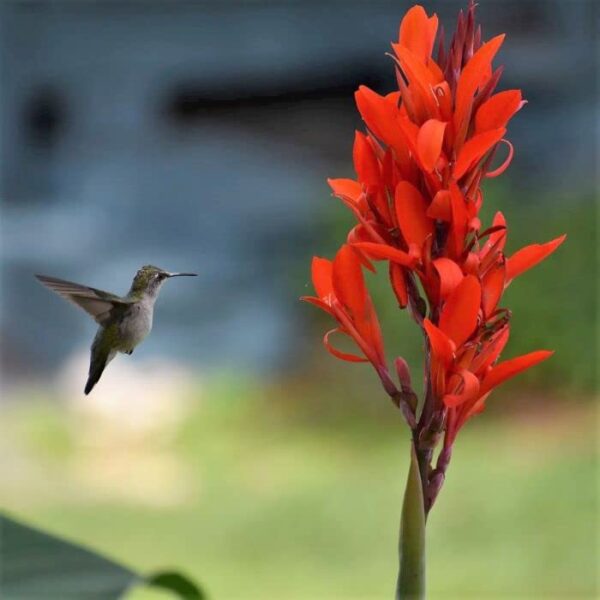 Votaniki Red Flower Canna Lily Bulbs for Planting Outdoors - 3 Pcs Robert Kemp Heirloom Giant Tall Cannas Bulbs Lily Rhizomes Canna Bulb Lilies Flowers Bulbs for Garden Border, Lawn and Door Front