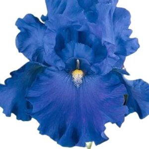 Votaniki Full Tide Blue Iris Bulbs for Fall Planting - Blue Flower Bearded Iris Bulbs – Re Blooming Iris Ready for Planting Iris Flowers Spring Bulbs to Plant in Spring and Fall