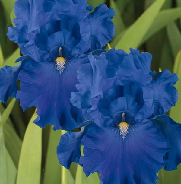 Votaniki Full Tide Blue Iris Bulbs for Fall Planting - Blue Flower Bearded Iris Bulbs – Re Blooming Iris Ready for Planting Iris Flowers Spring Bulbs to Plant in Spring and Fall