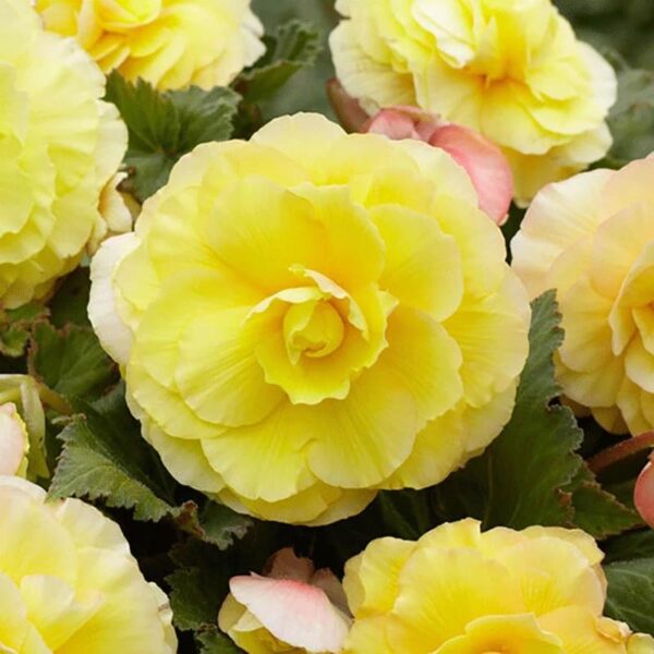 Votaniki Superba Strawberries & Cream Begonia - Perennial & Long Lasting Blooms, Begonia Bulbs for Planting | Summer Flower Bulbs, Easy to Grow