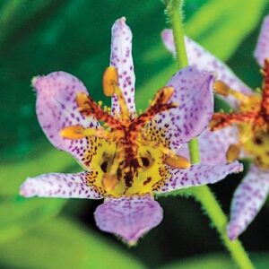 Votaniki Formosa Toad Lily - Shade Loving Perennial, Toad Lily 4 Inch Pot Live Plant | Tricyrtis Formosana 'Autumn Glow' (Toad Lily), Easy to Grow