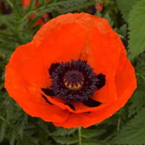 Votaniki Papaver Brilliant Orange Poppy - Perennials, Large Blooms, Oriental Poppy 'Papaver Brilliant' Roots for Planting | Spring Flowers, Easy to Grow