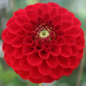 Votaniki Red Cap Dahlia Bulbs for Plant - Large Blooms, Perennial Red Dahlia Flowering Bulbs - Easy to Grow, Perfect for Cut