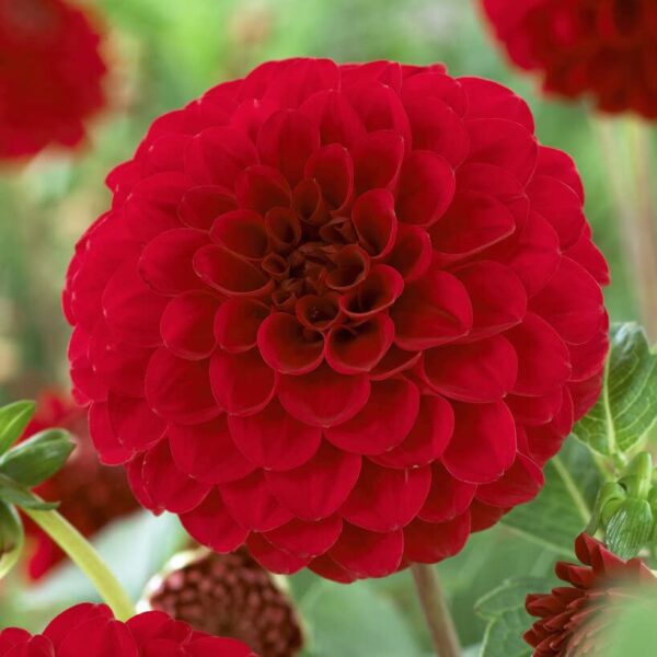 Votaniki Red Cap Dahlia Bulbs for Plant - Large Blooms, Perennial Red Dahlia Flowering Bulbs - Easy to Grow, Perfect for Cut