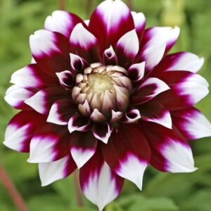 Votaniki Dahlia Mystery Day - Perennials, Large Blooms, Decorative Dahlia 'Mystery Day' | Dahlia Tuber for Palnting - Summer/Fall Flower, Easy to Grow