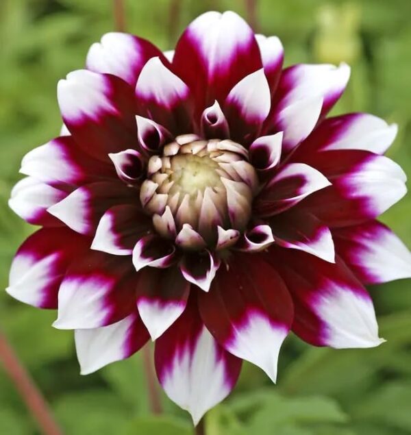 Votaniki Dahlia Mystery Day - Perennials, Large Blooms, Decorative Dahlia 'Mystery Day' | Dahlia Tuber for Palnting - Summer/Fall Flower, Easy to Grow