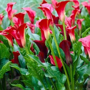 Votaniki Calla Lily Majestic Red - Perennial, Red Calla Lily Bulbs for Planting | Perfect Addition to Any Garden, Easy to Grow