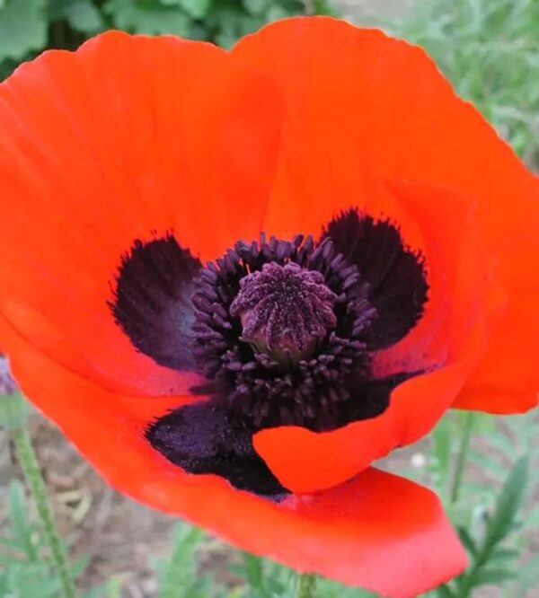 Votaniki Papaver Brilliant Orange Poppy - Perennials, Large Blooms, Oriental Poppy 'Papaver Brilliant' Roots for Planting | Spring Flowers, Easy to Grow