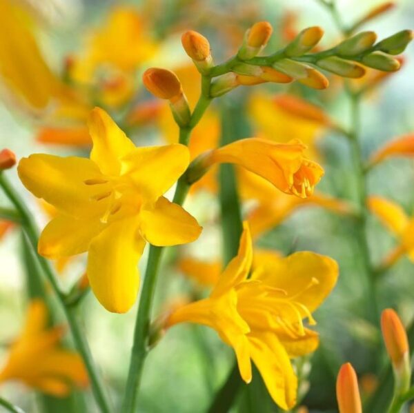 George Davidson Crocosmia Bulbs - Spectacular Yellow Crocosmia Lily Flowering Bulbs | Perennial, Long-Lasting Flower