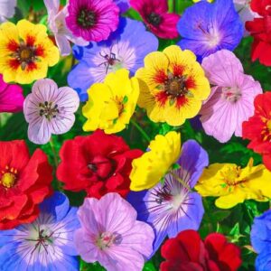 Votaniki Geranium Color Festival Mix - Hardy Perennial, Long Blooming | Spring Flower Potentilla x Geranium Mix Plants, Easy to Grow