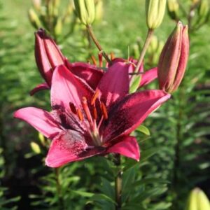 Votaniki Purple Dream Lily - Perennial & Long Lasting Color in The Garden | Lily Bulbs for Planting, Spring & Summer Flower Bulbs, Easy to Grow