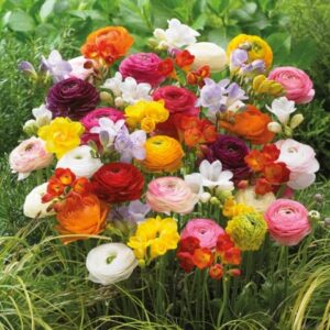 Votaniki Grand Freesia & Ranunculus Flower Bulbs - Set of 22 Ranunculus & Freesia Flower Bulb Mix