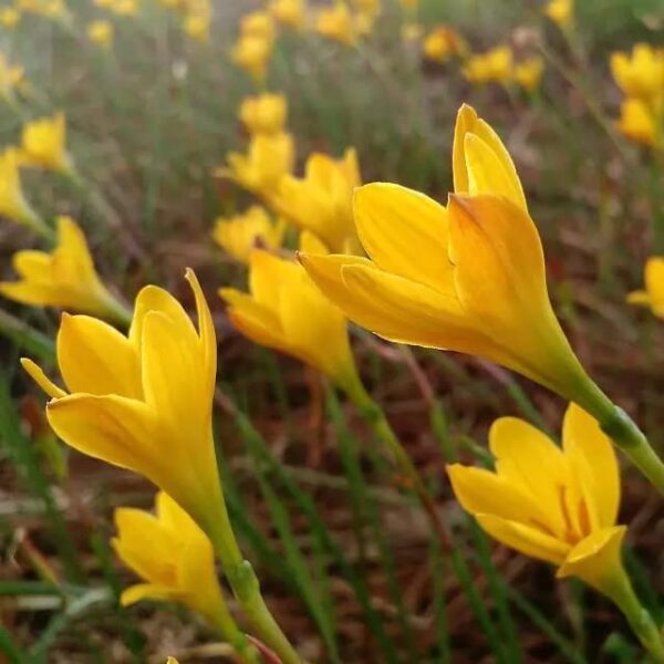 Votaniki Yellow Rain Lily Bulbs - Perennial Lily (Zephyranthes Citrina), Long Lasting Blooms | Perfect Addition to Any Garden - Easy to Grow