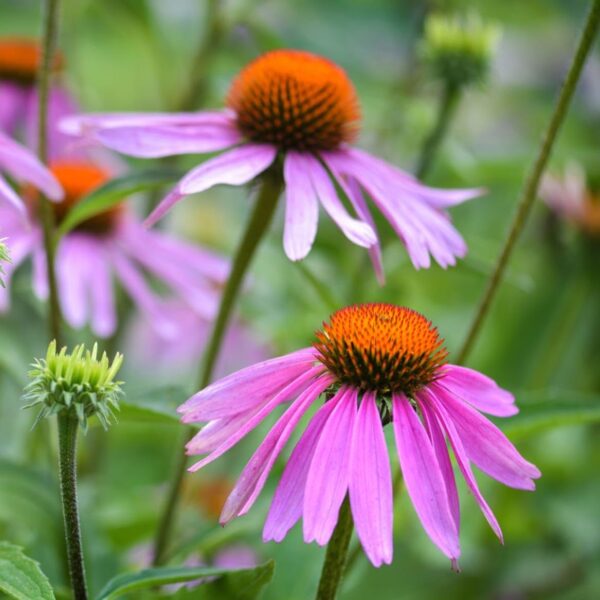 Votaniki Echinacea Purpurea Coneflower - Herbaceous Perennial, Coneflower Roots for Planting | Summer Flowers, Easy to Grow