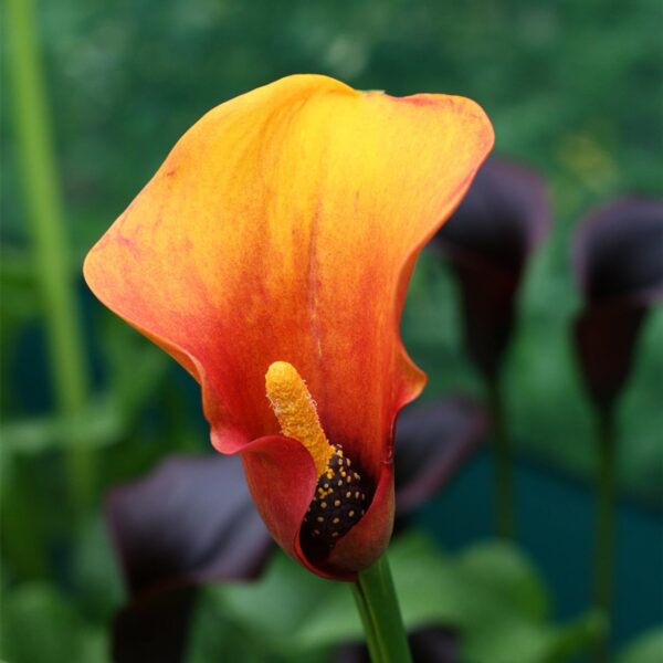 Votaniki Flame Calla Bulbs Large Bulbs for Planting - Perennial, Trumpet Shaped Flowers, Zantedeschia ‘Flame’ (Calla Lily) | Summer Flower Bulbs, Easy to Grow