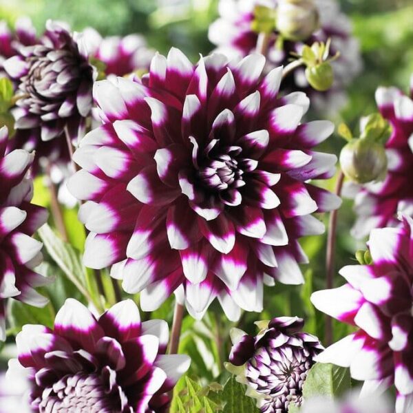 Votaniki Dahlia Mystery Day - Perennials, Large Blooms, Decorative Dahlia 'Mystery Day' | Dahlia Tuber for Palnting - Summer/Fall Flower, Easy to Grow