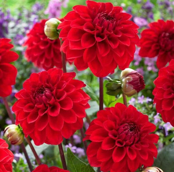 Votaniki Red Cap Dahlia Bulbs for Plant - Large Blooms, Perennial Red Dahlia Flowering Bulbs - Easy to Grow, Perfect for Cut