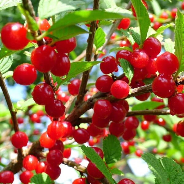 Votaniki Nanking Cherry 1-2 Ft Plant - Versatile, Perennial, Early Fruiting, High Yielding Nanking Cherry Plant | Low Maintance & Easy-to-Grow Fruit Tree