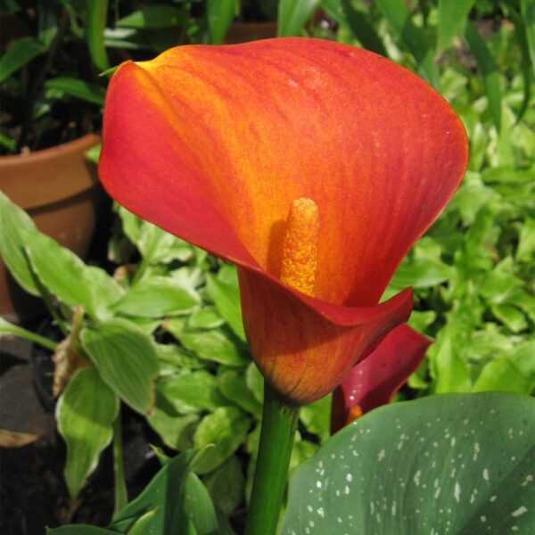 Votaniki Flame Calla Bulbs Large Bulbs for Planting - Perennial, Trumpet Shaped Flowers, Zantedeschia ‘Flame’ (Calla Lily) | Summer Flower Bulbs, Easy to Grow