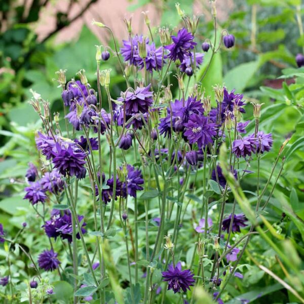 Votaniki Aquilegia Blue Barlow Plant - Hardy Perennials, Aquilegia Vulgaris VAR. Stellata ‘Blue Barlow’ | Fully Double Flowers, Easy to Grow