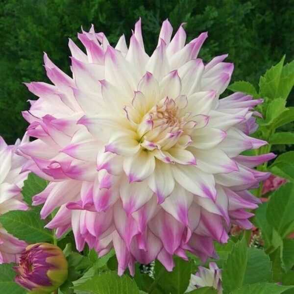 Votaniki Dahlia Ferncliff Illusion - Perennials, Large Blooms, Decorative Dahlia 'Ferncliff Illusion' Tuber for Palnting | Summer/Fall Flower, Easy to Grow