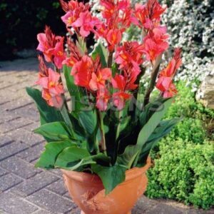 Votaniki Red Flower Canna Lily Bulbs for Planting Outdoors - 3 Pcs Robert Kemp Heirloom Giant Tall Cannas Bulbs Lily Rhizomes Canna Bulb Lilies Flowers Bulbs for Garden Border, Lawn and Door Front