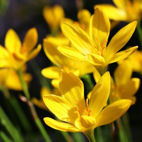 Votaniki Yellow Rain Lily Bulbs - Perennial Lily (Zephyranthes Citrina), Long Lasting Blooms | Perfect Addition to Any Garden - Easy to Grow