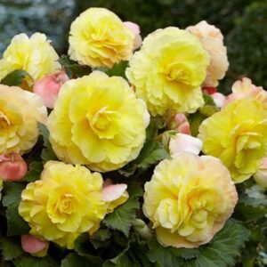 Votaniki Superba Strawberries & Cream Begonia - Perennial & Long Lasting Blooms, Begonia Bulbs for Planting | Summer Flower Bulbs, Easy to Grow