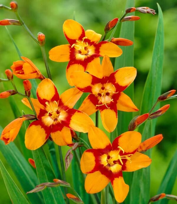 Votaniki Emily McKenzie Crocosmia Bulbs - Vibrant Blooms for Garden, Hardy and Resilient, Perennial Crocosmia | Low Maintenance Beauty for Garden