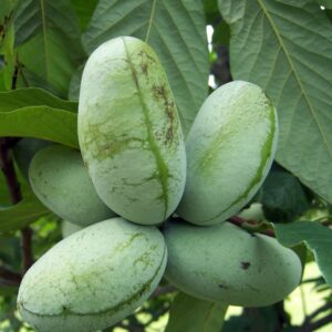 Paw Paw Fruit Indian Banana Tree - Live Trees for Outdoor Planting 6 to 12 Inches Tall Plant Banana Trees Live Plants - Paw Paw Tree Potted Plant Asimina Triloba