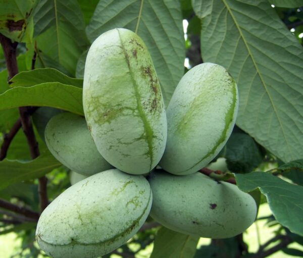 Paw Paw Fruit Indian Banana Tree - Live Trees for Outdoor Planting 6 to 12 Inches Tall Plant Banana Trees Live Plants - Paw Paw Tree Potted Plant Asimina Triloba