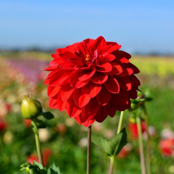 Votaniki Dahlia Gallery 'Singer' - Perennial & Large Blooming Red Dahlia | Summer Flowers, Dahlia Tubers for Planting - Easy to Grow