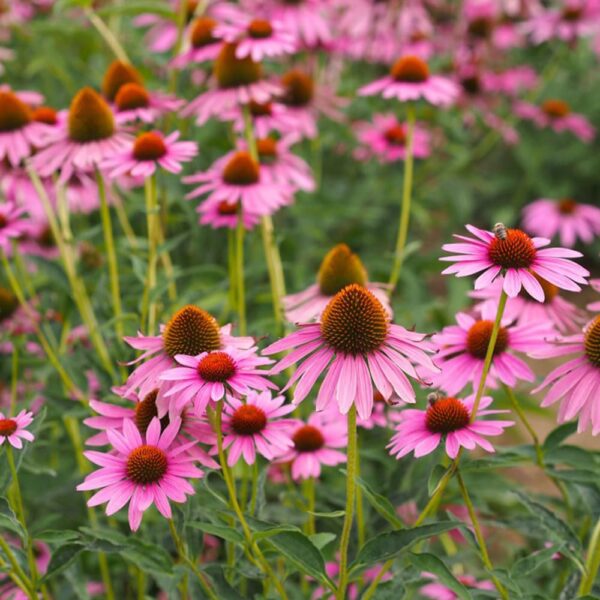 Votaniki Echinacea Purpurea Coneflower - Herbaceous Perennial, Coneflower Roots for Planting | Summer Flowers, Easy to Grow