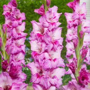 Votaniki Xperience Gladiolus Bulbs - Perennial & Long Lasting Blooms, Gladiolus Large Flowering 'Xperience' | Gladiolus Flower Bulbs for Planting, Easy to Grow & Maintain