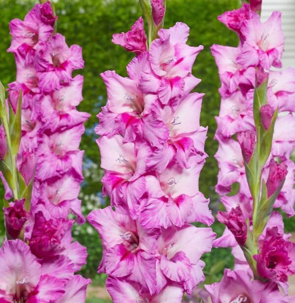 Votaniki Xperience Gladiolus Bulbs - Perennial & Long Lasting Blooms, Gladiolus Large Flowering 'Xperience' | Gladiolus Flower Bulbs for Planting, Easy to Grow & Maintain