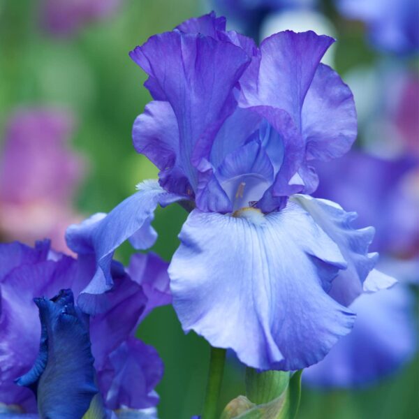 Votaniki Full Tide Blue Iris Bulbs for Fall Planting - Blue Flower Bearded Iris Bulbs – Re Blooming Iris Ready for Planting Iris Flowers Spring Bulbs to Plant in Spring and Fall