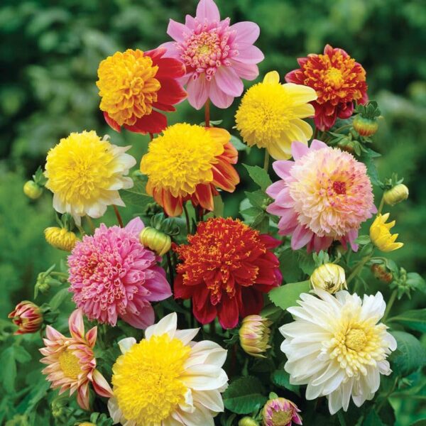 Votaniki Powder Puff Dahlia Mixture - Perennials, Long Lasting Blooms, Dahlia Anemone Flowered (Anemome Type Dahlias) | Dahlia Tubers for Planting - Easy to Grow