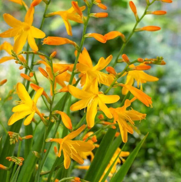 George Davidson Crocosmia Bulbs - Spectacular Yellow Crocosmia Lily Flowering Bulbs | Perennial, Long-Lasting Flower