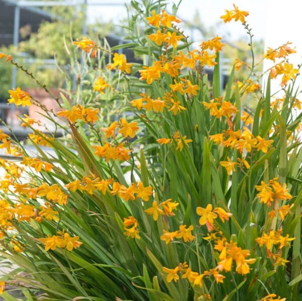 George Davidson Crocosmia Bulbs - Spectacular Yellow Crocosmia Lily Flowering Bulbs | Perennial, Long-Lasting Flower