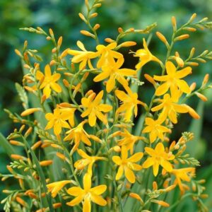 George Davidson Crocosmia Bulbs - Spectacular Yellow Crocosmia Lily Flowering Bulbs | Perennial, Long-Lasting Flower