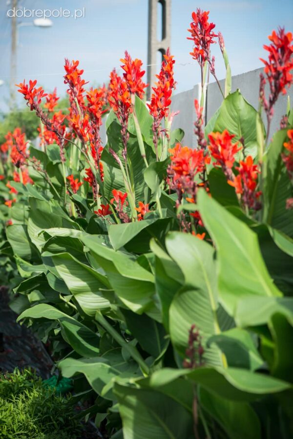 Votaniki Red Flower Canna Lily Bulbs for Planting Outdoors - 3 Pcs Robert Kemp Heirloom Giant Tall Cannas Bulbs Lily Rhizomes Canna Bulb Lilies Flowers Bulbs for Garden Border, Lawn and Door Front