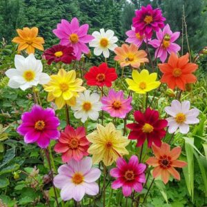 Votaniki Bee-Friendly Single Flowered Dahlia Mix - Perennial, Long Lasting Blooms, Summer Flowers | Dahlia Tubers for Planting - Easy to Grow