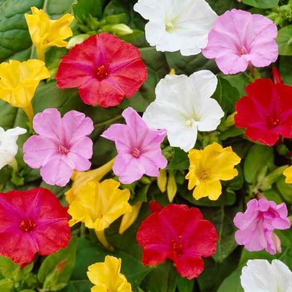 Flower Votaniki Mirabilis Jalapa Mix - Four O'Clocks 'Mirabilis Jalapa' Tubers for Planting | Perennials, Fragrant & Showy Blooms, Summer Flowers, Easy to Grow