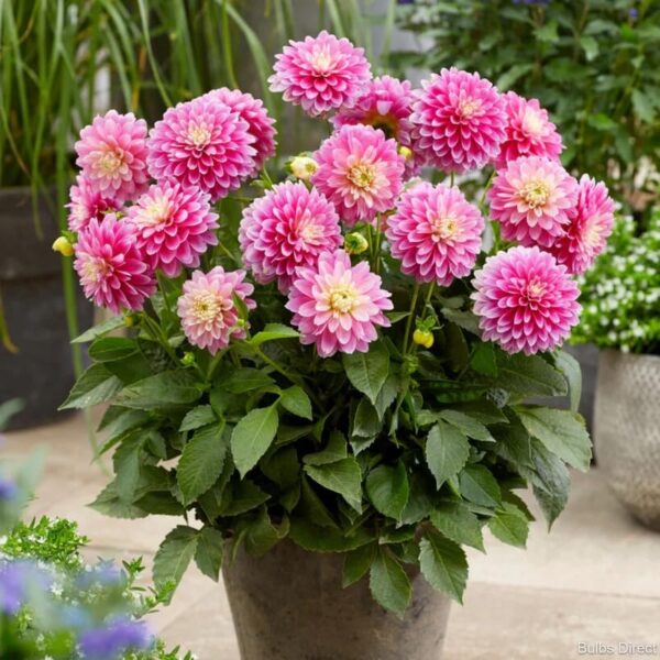 Votaniki Dahlia Gallery 'Rembrandt' - Perennial & Large Blooming Dahlia | Summer Flowers, Dahlia Tubers for Planting - Easy to Grow