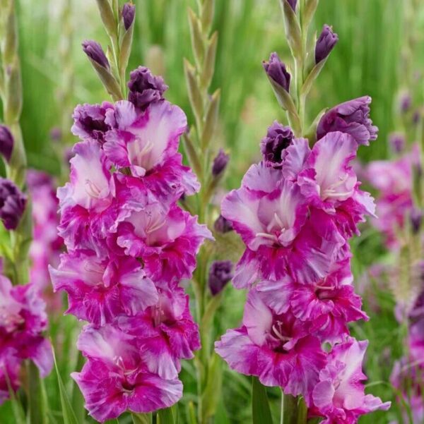 Votaniki Purple Art Gladiolus Bulbs - Attractive Flowers, Perennializing Gladiolus 'Purple Art' Flower Bulbs | Easy to Grow & Maintain