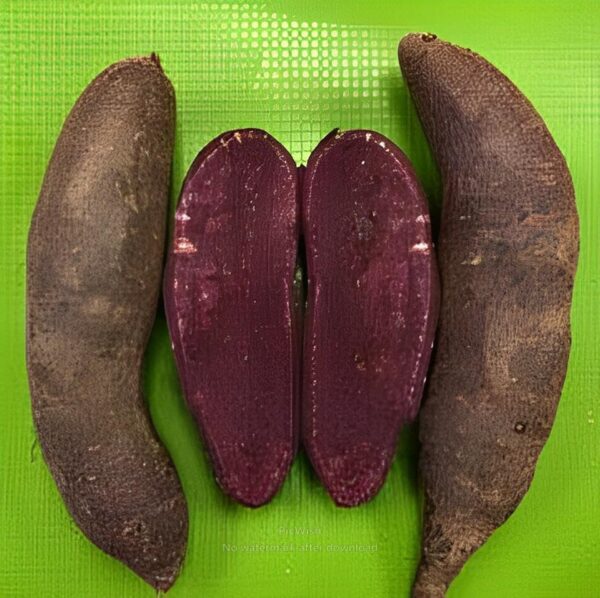 Votaniki Purple Passion Sweet Potato Slips - High Yielding, Sweet and Deliciously Potato | Easy to Grow